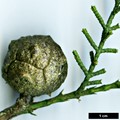 SpeciesSub: var. baja-californica